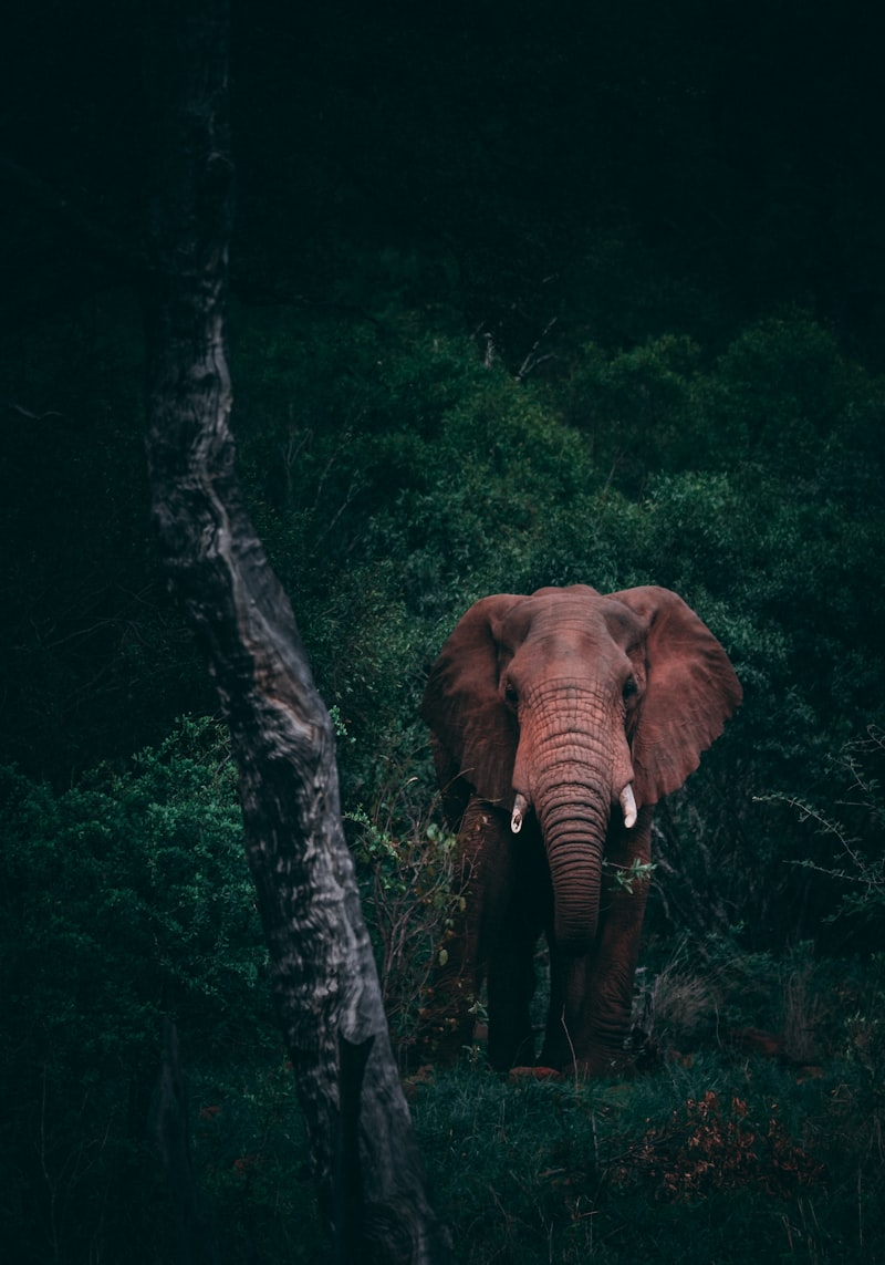 Kenya Safari Classic